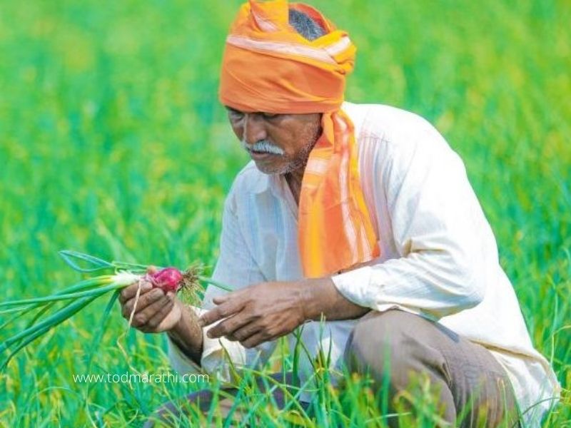 Farmer - Marathwada - TOD Marathi